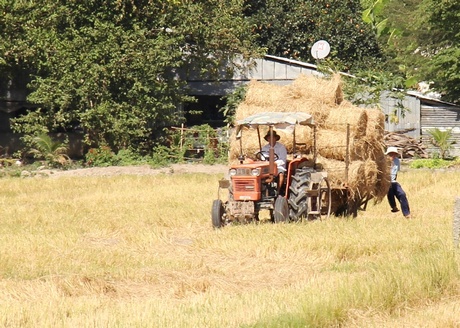 Thu gom rơm đã được cuộn tròn trên cánh đồng xã Long An