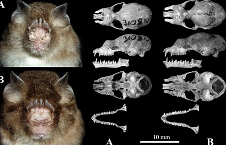So sánh hai loài dơi: A - A. stoliczkanus complex và B - A. dongbacana sp.n. 