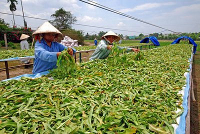  Người trồng dược liệu gặp khó khăn khi không có thị trường ổn định.  Ảnh tư liệu