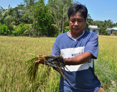 Ruộng lúa của ông Nguyễn Văn Lâm (ấp Rạch Trúc, thị trấn Vũng Liêm) sèo bông, nguy cơ thất bát.