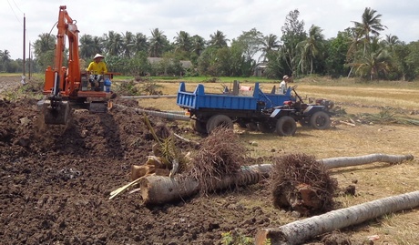 Cải tạo vườn chuyển sang trồng cây có hiệu quả cao được nhiều nông dân thực hiện.