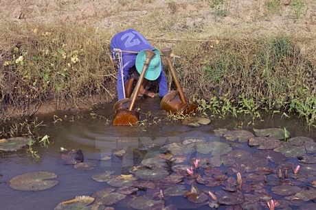 Không còn nước ngọt để tưới, người dân phải lấy nước trữ trong ao nhưng cũng đã bị nhiễm mặn để tưới cho cây trồng. (Ảnh: Duy Khương/TTXVN)