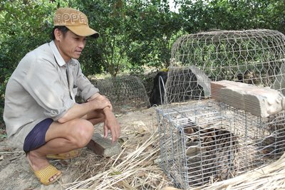 Con mèo được nhốt trong lồng rất hung hăng.