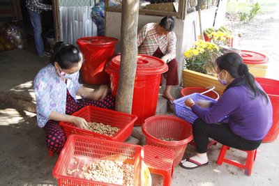 Hàng ngày nhiều lao động nữ đến lựa đậu sấy và vô bịch.