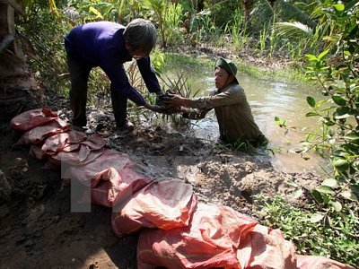 Nhiều hộ dân ở ấp Bình Xuân, xã Châu Bình, huyện Giồng Trôm phải đắp đất ngăn nước ngập mặn vào diện tích cây trồng. (Ảnh: Trần Việt/TTXVN)