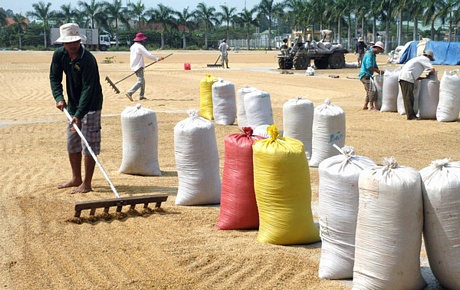 Nông dân ĐBSCL phơi lúa chế biến gạo xuất khẩu. Ảnh: Cao Minh