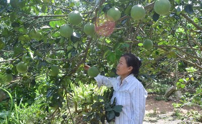 Người dân Thanh Bình lo lắng cho vườn bưởi khi xâm nhập mặn kéo dài.