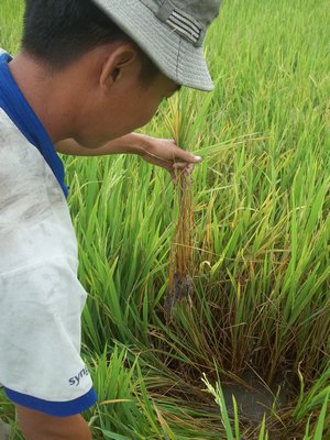 Khô hạn, xâm nhập mặn cũng là điều kiện cho sâu bệnh bộc phát gây hại. 