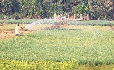 Sản xuất nông nghiệp ở nhiều địa phương bị ảnh hưởng do xâm nhập mặn.