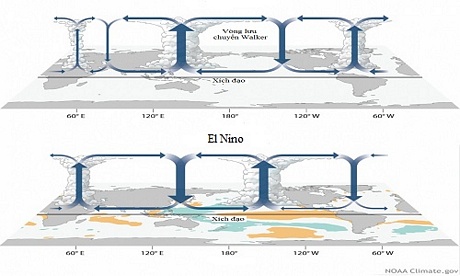 Vòng lưu chuyển Walker trong điều kiện bình thường (hình trên) và khi hiện tượng El Nino diễn ra (hình dưới).