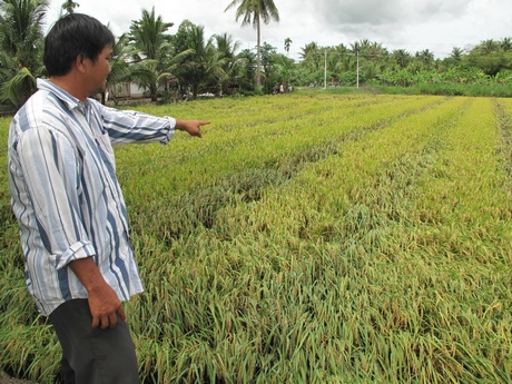 Phần lớn các diện tích đất lúa giảm do thường xuyên bị hạn hán, xâm nhập mặn do chịu tác động của của biến đổi khí hậu. 