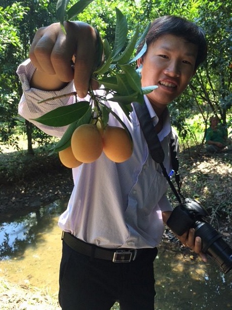 Thanh trà ngọt có trái và lá dài hơn thanh trà chua nhưng năm nay cũng mất mùa, cả vườn chỉ có vài trái ngọt.