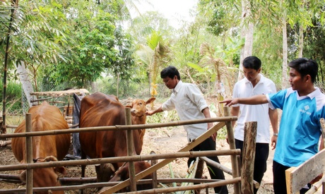 Nuôi bò là một trong những cách làm kinh tế được nhiều đoàn viên Chi đoàn ấp Phú Tân lựa chọn.