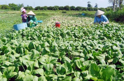 Mùa nóng, năng suất rau màu giảm hơn.