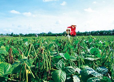 Nhiều nông dân huyện Trần Văn Thời có thu nhập cao từ ruộng đậu xanh.  Ảnh:B.C.M