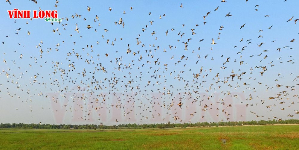 Mùa xuân phương Nam ấm áp, đây cũng là nơi trở về trú đông của các loài chim di trú như: vịt trời, giang sen… Mòng két mày trắng- dân địa phương gọi là chim suốt, chim so đũa- bay thành đàn hàng chục ngàn con. Đàn chim bay rợp trời tạo ra âm thanh như một cơn bão đi qua, gây ấn tượng đặc biệt với du khách