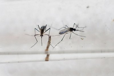 Muỗi Aedes Aegypti, vật trung gian lây truyền virus Zika. (Ảnh: AFP/TTXVN)