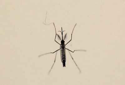 Muỗi Aedes aegypti (muỗi vằn) được cho là trung gian truyền virus Zika. Ảnh: Reuters