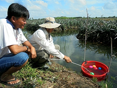 Mấy tháng nay, giải pháp “Trái nổi báo nước mặn” giúp nhiều nông dân ở thành phố Vị Thanh ứng phó mặn xâm nhập.