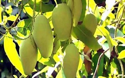  Xoài của Việt Nam có nhiều cơ hội xuất khẩu vào Australia.  (Ảnh minh họa: KT)