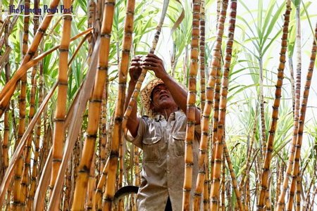 Ảnh chỉ có tính minh họa. (Nguồn: phnompenhpost.com)