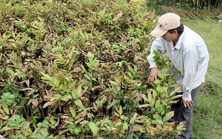 Nguồn cây giống tại Bến Tre bị thiệt hại nặng do hạn hán và ngập mặn nên đang không đủ nguồn cung.