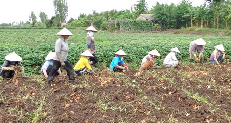 Ngoài mạnh dạn chuyển dịch cây trồng có hiệu quả kinh tế cao, người dân Tân Lược còn tham gia các dịch vụ nông nghiệp để nâng cao thu nhập.