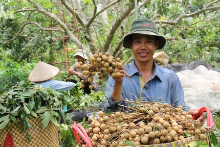 HTX Nhãn tiêu da bò Tân Hạnh đã sản xuất theo VietGAP, liên kết rải vụ đạt hiệu quả kinh tế cao.