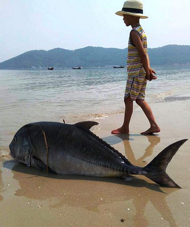 Một con cá vẩu 35 kg dạt vào bờ biển xã Lộc Vĩnh (Thừa Thiên - Huế) vài ngày trước - Ảnh: Quang Nhật