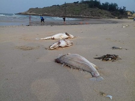 Sau hơn 20 ngày, nguyên nhân cá chết hàng loạt tại miền Trung vẫn chưa được làm rõ. Ảnh: Quang Tiến.