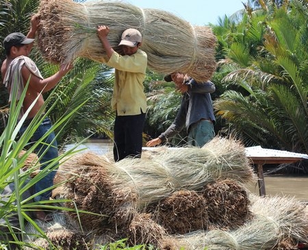 Lác loại 1 được đầu mối thu mua từ nông dân.