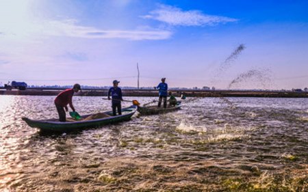 VietinBank nhanh chóng đưa ra chính sách lãi suất phù hợp, kịp thời hỗ trợ ngư dân  (ảnh: Tiến Lâm) 