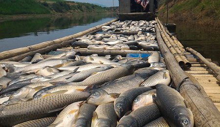 Chưa bao giờ người nuôi cá lồng trên sông Bưởi thiệt hại lớn như đợt này. Ảnh: Lê Hoàng.