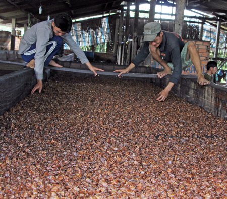  Phương pháp chế biến, sấy truyền thống chưa đảm bảo vệ sinh, tỷ lệ hao hụt cao.