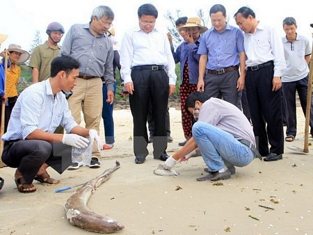 Cơ quan chức năng lấy mẫu tìm nguyên nhân cá chết trên biển. (Ảnh: Trần Tĩnh/TTXVN)