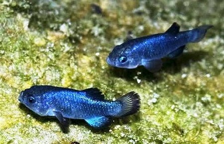 Devils Hole pupfish - một trong những loài cá hiếm nhất thế giới. Ảnh: Carnivoraforum