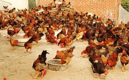  Cục Thú y cho biết, chưa hề trình Chính phủ về việc cho phép nhập khẩu gà giống Trung Quốc