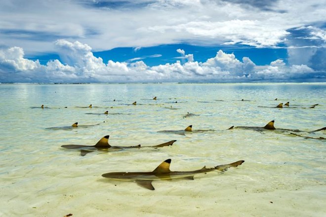 Đảo san hô Aldabra Atoll, cộng hòa Seychelles