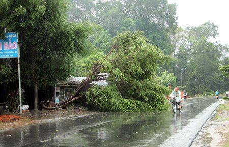  Cây lớn ngã ra lộ chắn hơn phân nửa đường.