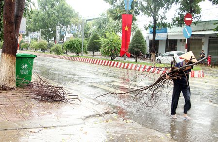 Nhiều nhánh khô gãy, người dân đi thu gom trong mưa.