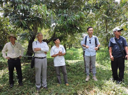 Các chuyên gia Trường ĐH Cần Thơ đi khảo sát vườn sầu riêng.