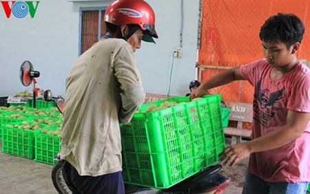 Nhà vườn mang xoài bán cho thương lái với tâm trạng phấn khởi