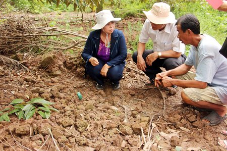 Một số vườn sầu riêng ở xã Chánh An rụng lá, chết cây sau thời gian bị nước mặn tấn công.