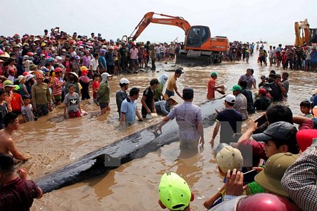 Các lực lượng chức năng cùng người dân nỗ lực giải cứu cá voi mắc cạn tại bờ biển xã Diễn Thịnh. (Ảnh: Tá Chuyên/TTXVN)