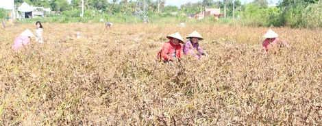 Thu hoạch đậu nành hoàn toàn bằng công cắt truyền thống