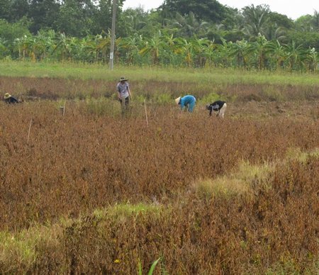 Mưa dầm những ngày qua ảnh hưởng rất lớn đến chất lượng đậu nành của nhiều bà con.