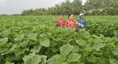 Chị em phụ nữ ấp Đông Lợi trên ruộng đậu bắp của chị Tuyền.