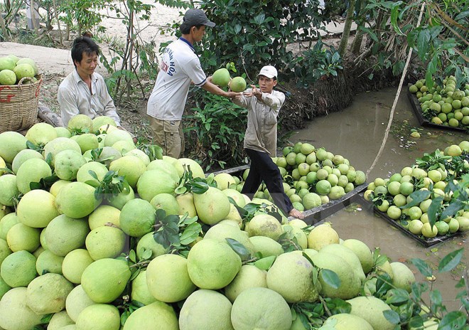 Thương lái thu mua bưởi da xanh. (Ảnh: Trung Hiếu/TTXVN)