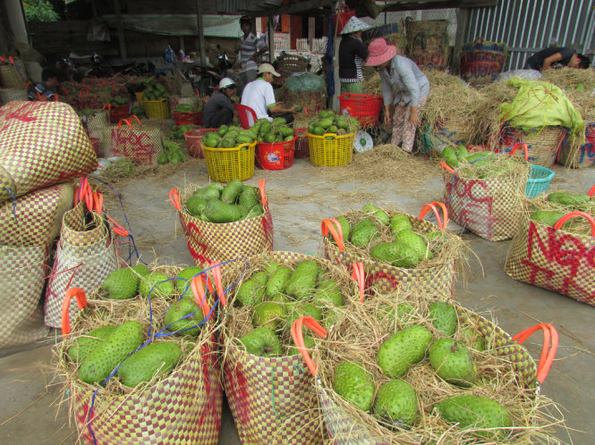 Một trong nhiều vựa thu mua mãng cầu ở Tân Phú Đông - Ảnh: N.T.Đăng