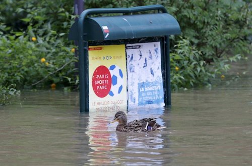 Ở công viên Square du Vert Galant khi chú vịt tung tăng bơi lội trên dòng nước lũ.